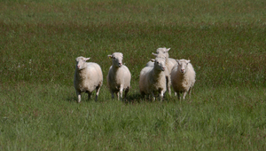 Ratibořické ovčácké slavnosti