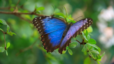 Relaxační malování: motýl blue morpho