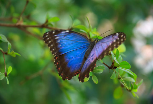 Relaxační malování: motýl blue morpho
