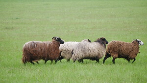 Ratibořické ovčácké slavnosti