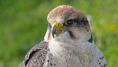 PODZIMNÍ PRÁZDNINY: ZÁCHRANNÁ STANICE JAROMĚŘ