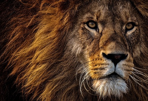 JIŘÍ ROSA: OD MASAJŮ K HENDRICKOVI