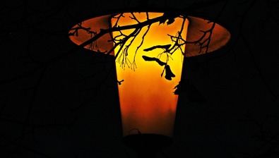 ADVENTNÍ POCHŮZKY S PONOCNÝM