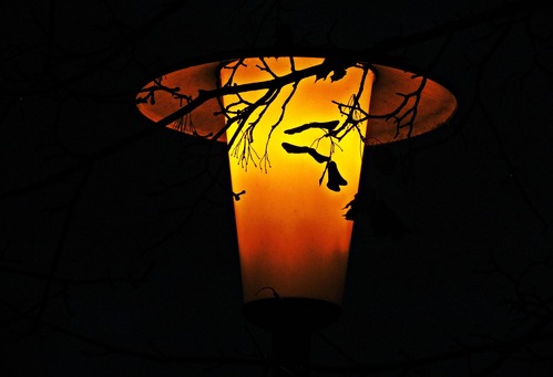 ADVENTNÍ POCHŮZKY S PONOCNÝM