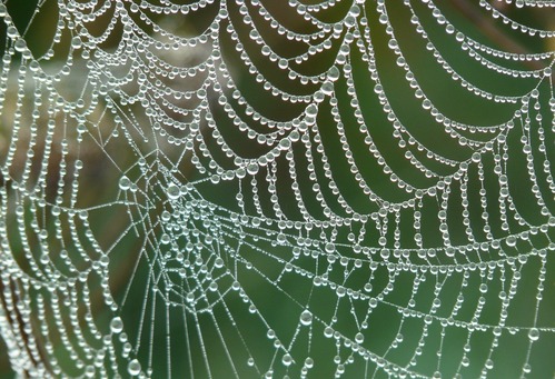 JARMILA ZÁRUBOVÁ – V SÍTI