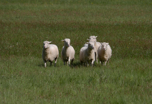 Ratibořické ovčácké slavnosti